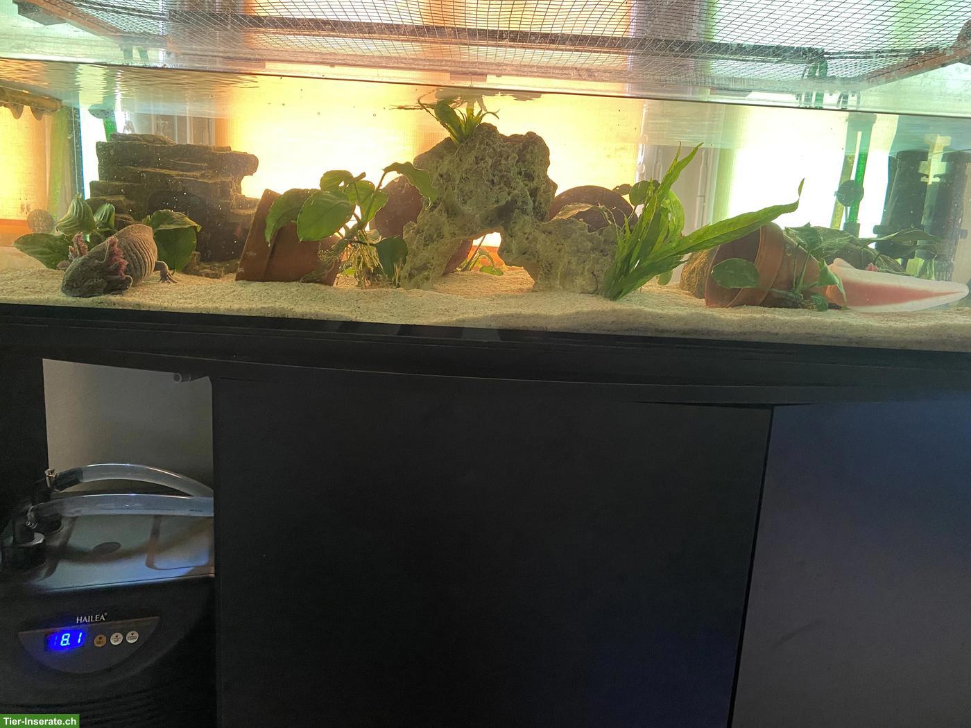 Bild 2: Axolotl inkl. 200L Aquarium & Zubehör