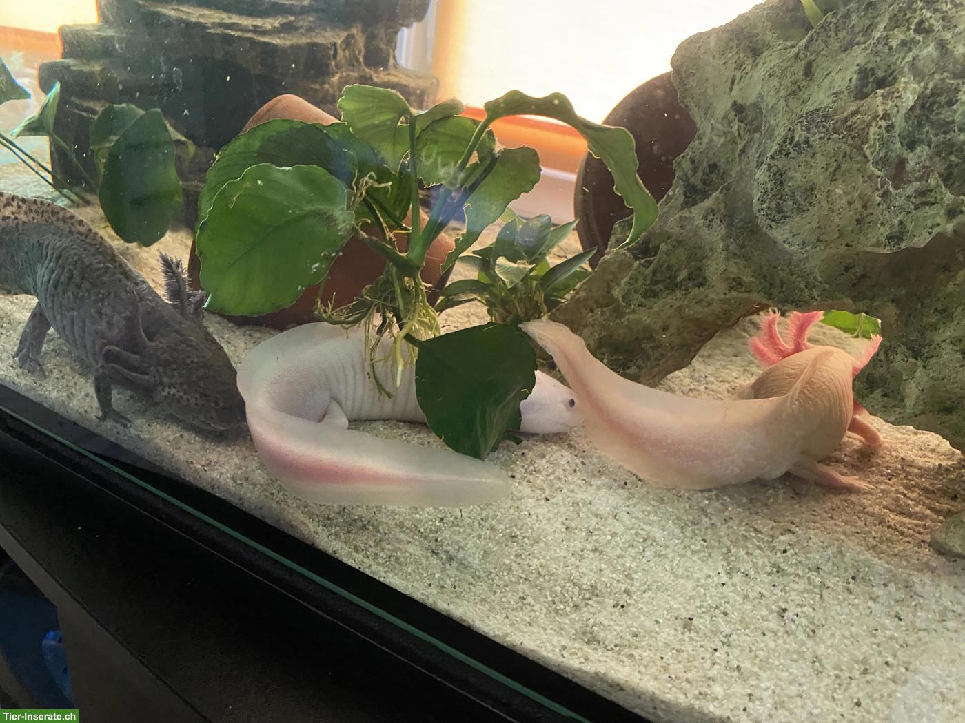 Bild 3: Axolotl inkl. 200L Aquarium & Zubehör