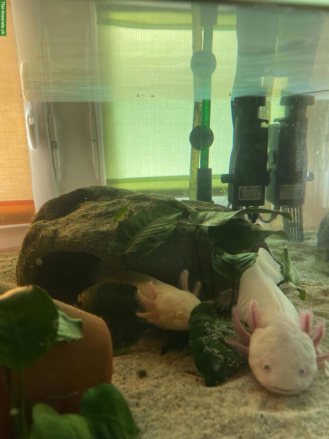 Bild 4: Axolotl inkl. 200L Aquarium & Zubehör