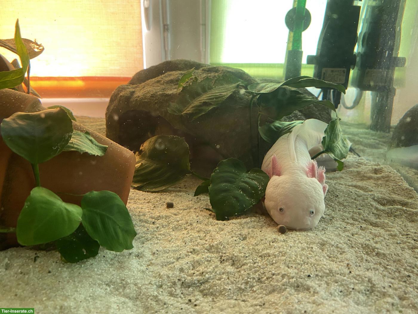 Bild 5: Axolotl inkl. 200L Aquarium & Zubehör