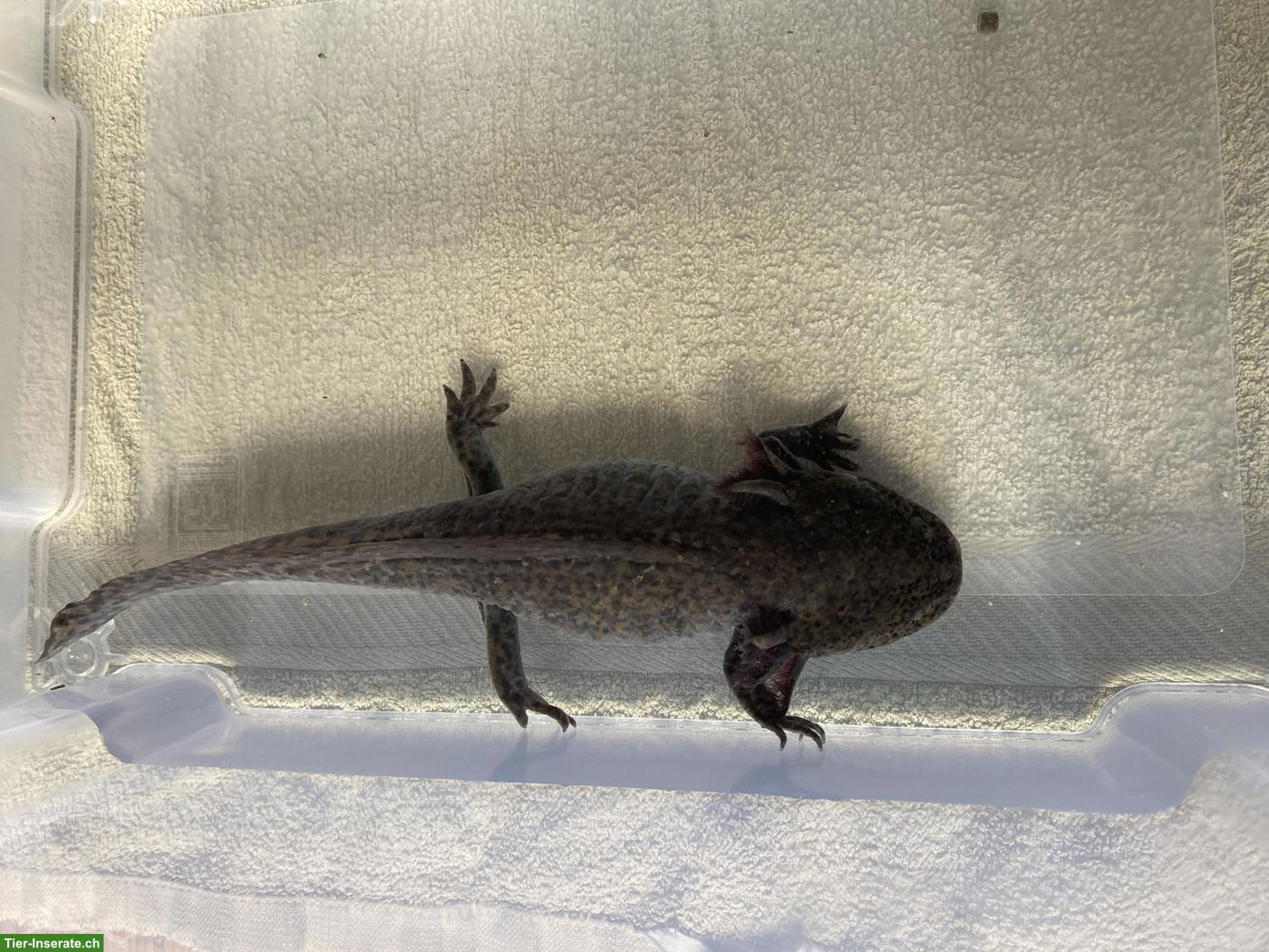 Bild 6: Axolotl inkl. 200L Aquarium & Zubehör
