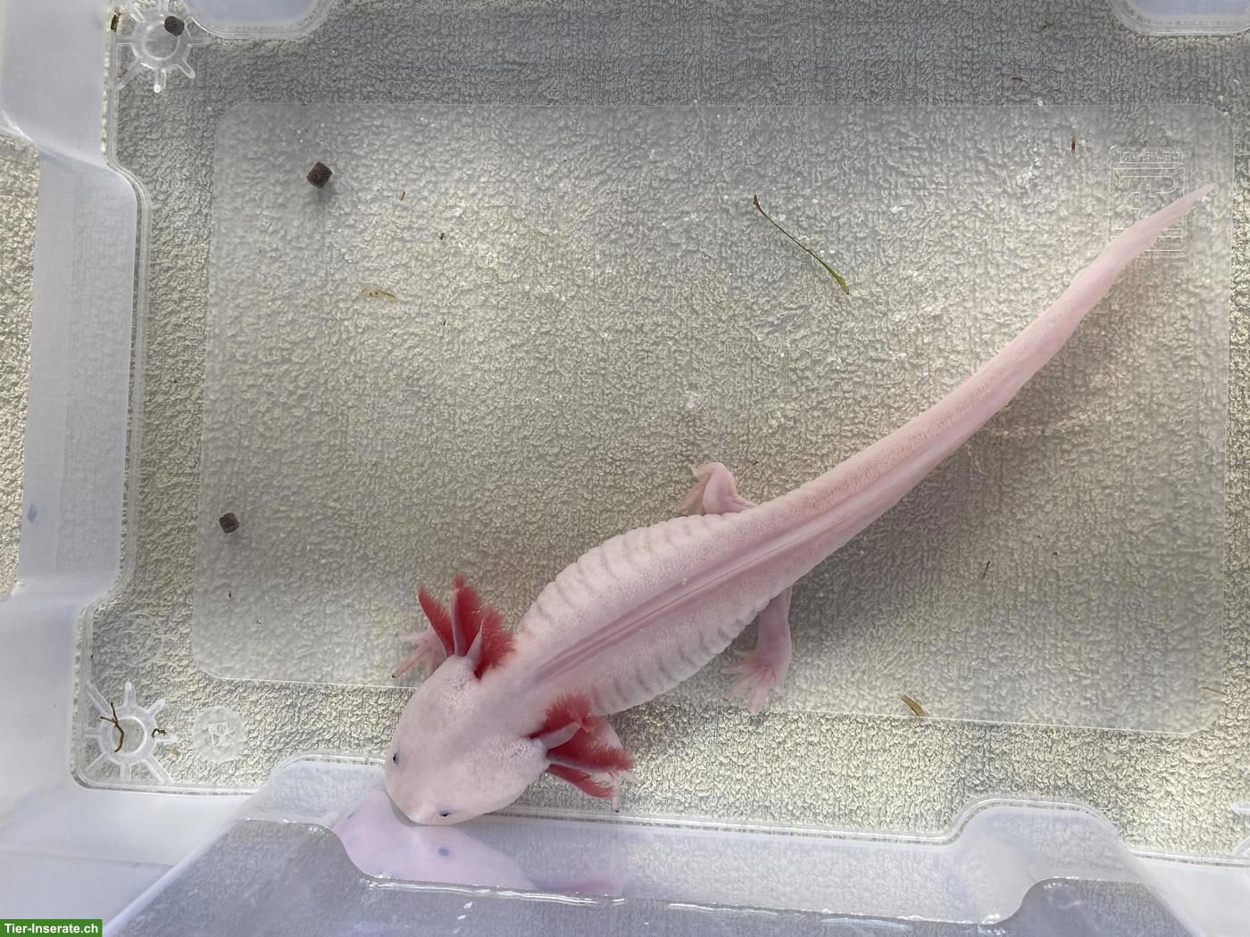 Bild 7: Axolotl inkl. 200L Aquarium & Zubehör