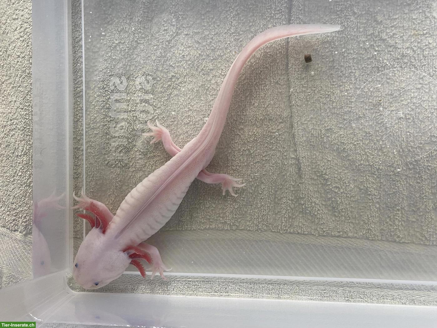 Bild 8: Axolotl inkl. 200L Aquarium & Zubehör