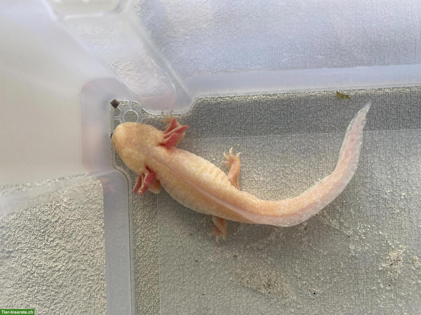 Bild 9: Axolotl inkl. 200L Aquarium & Zubehör