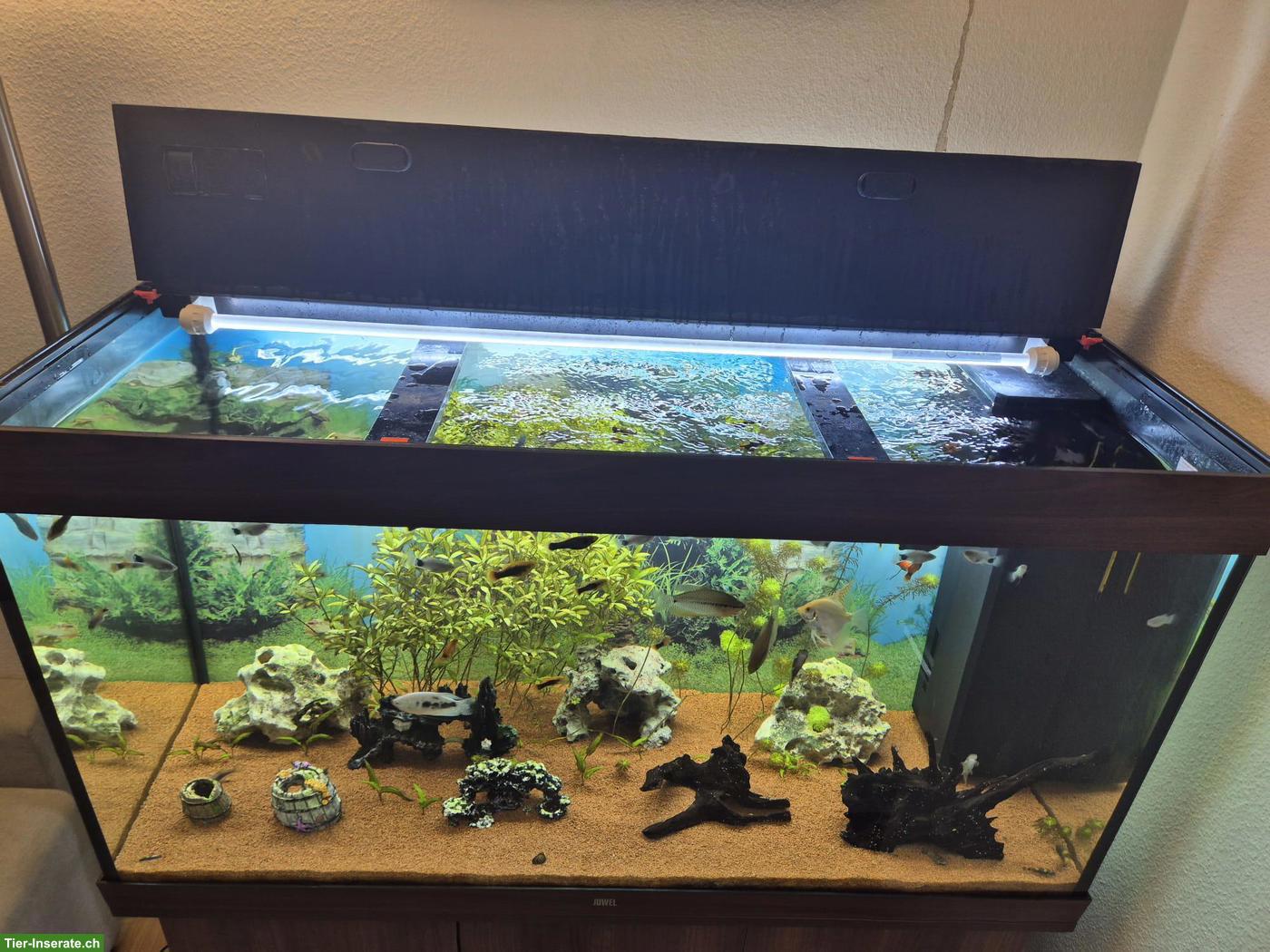 Bild 2: Aquarium RIO Juwel 350 L