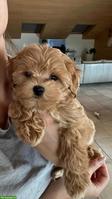 Zauberhafte Maltipoo Welpen, 2 Mädchen