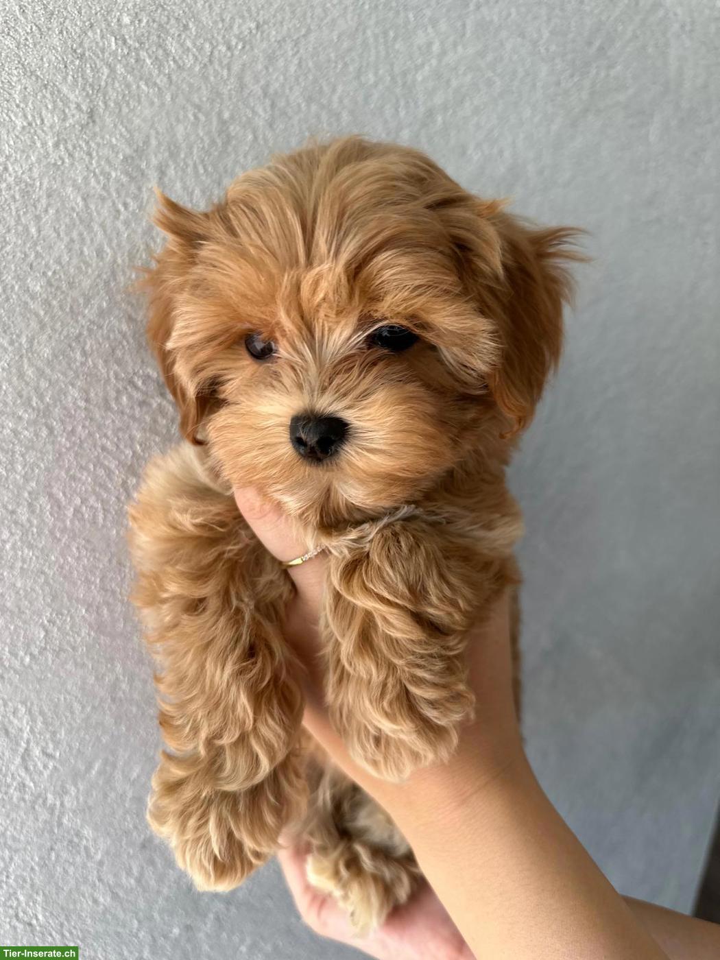 Bild 2: Zauberhafte Maltipoo Welpen, 2 Mädchen
