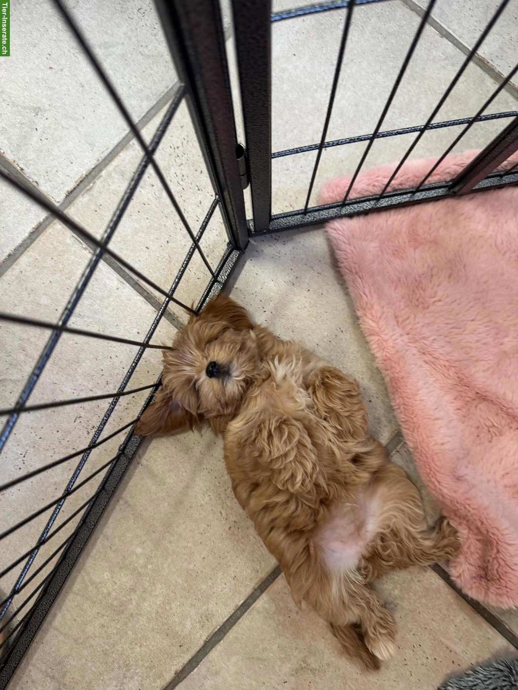 Bild 3: Zauberhafte Maltipoo Welpen, 2 Mädchen