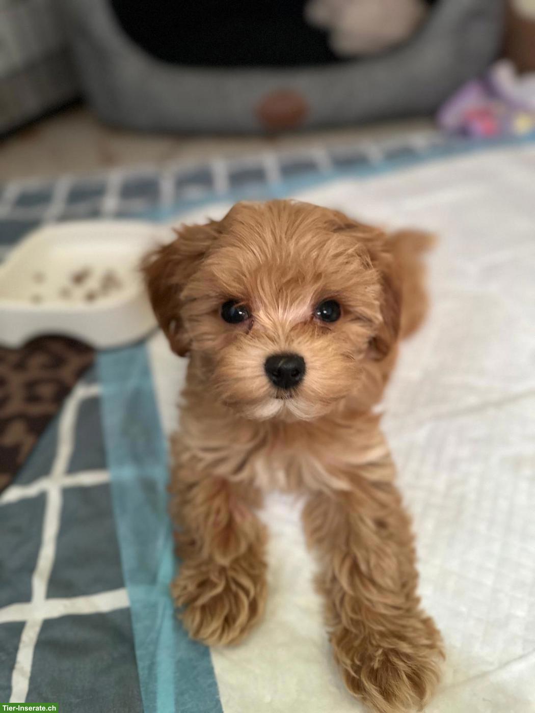 Bild 4: Zauberhafte Maltipoo Welpen, 2 Mädchen