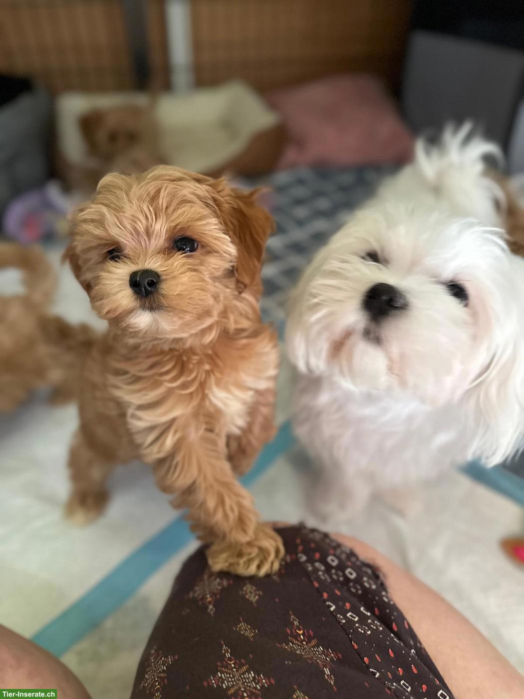 Bild 5: Zauberhafte Maltipoo Welpen, 2 Mädchen