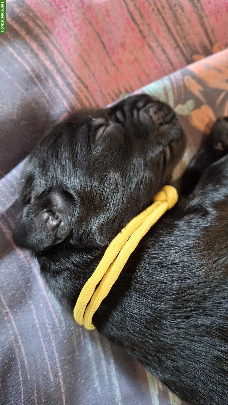 Bild 3: Flat Coated Retriever Welpen, Rüden