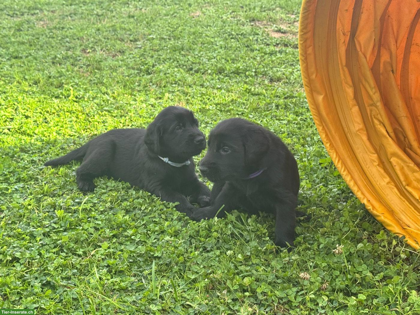 Bild 5: Flat Coated Retriever Welpen, Rüden