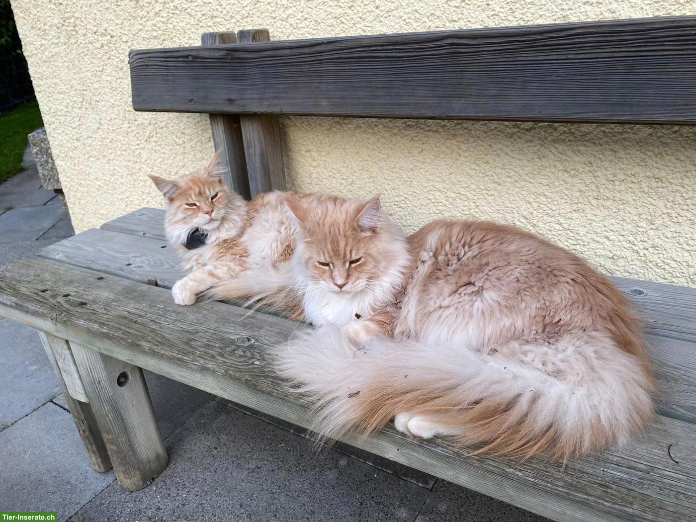 Maine Coon Katzen mit Stammbaum