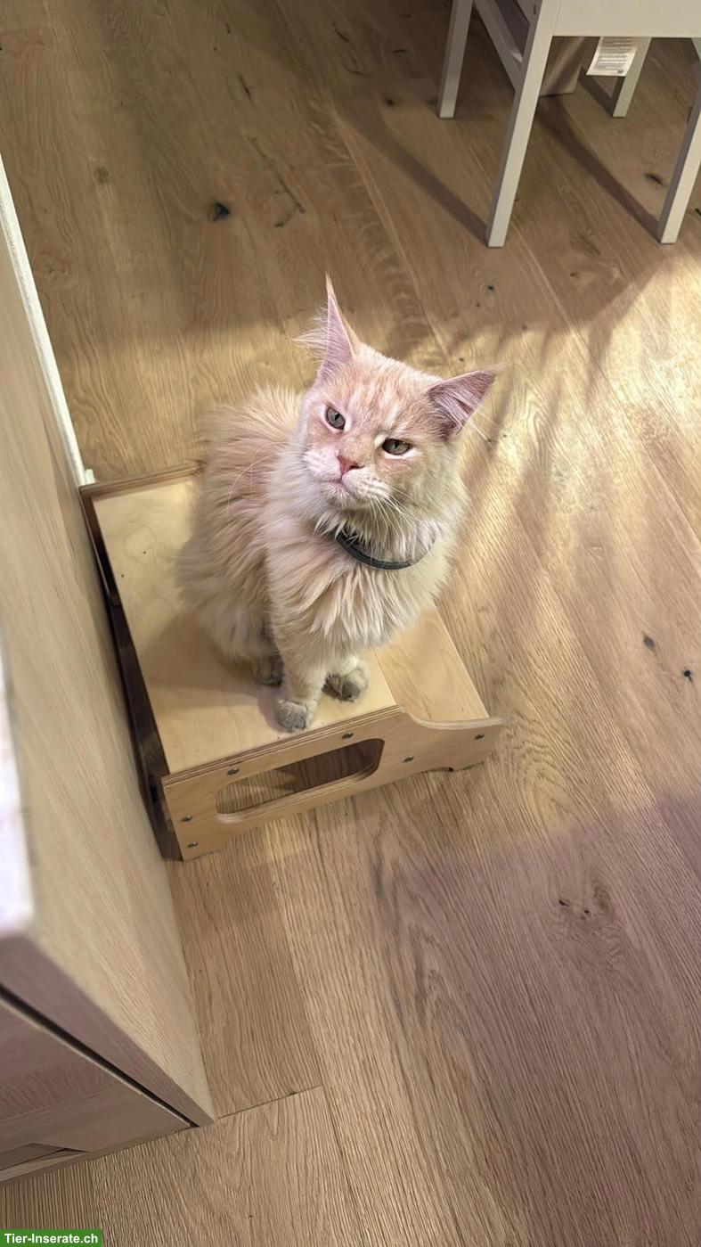 Bild 2: Maine Coon Katzen mit Stammbaum