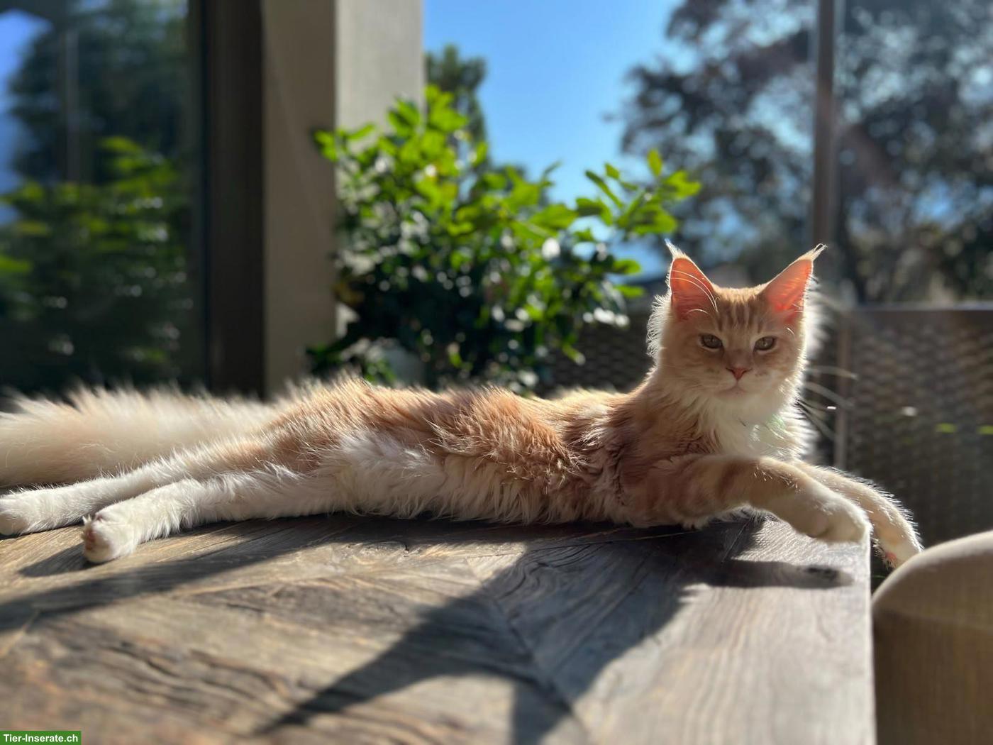 Bild 3: Maine Coon Katzen mit Stammbaum