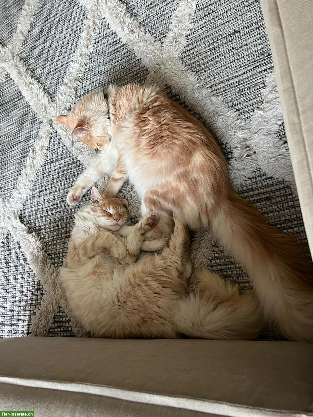 Bild 5: Maine Coon Katzen mit Stammbaum