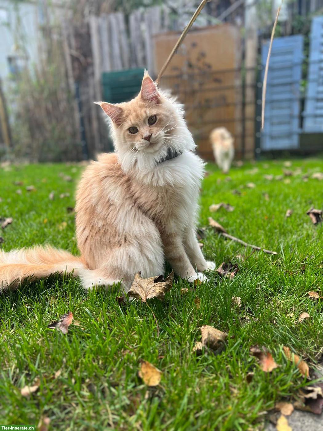 Bild 6: Maine Coon Katzen mit Stammbaum