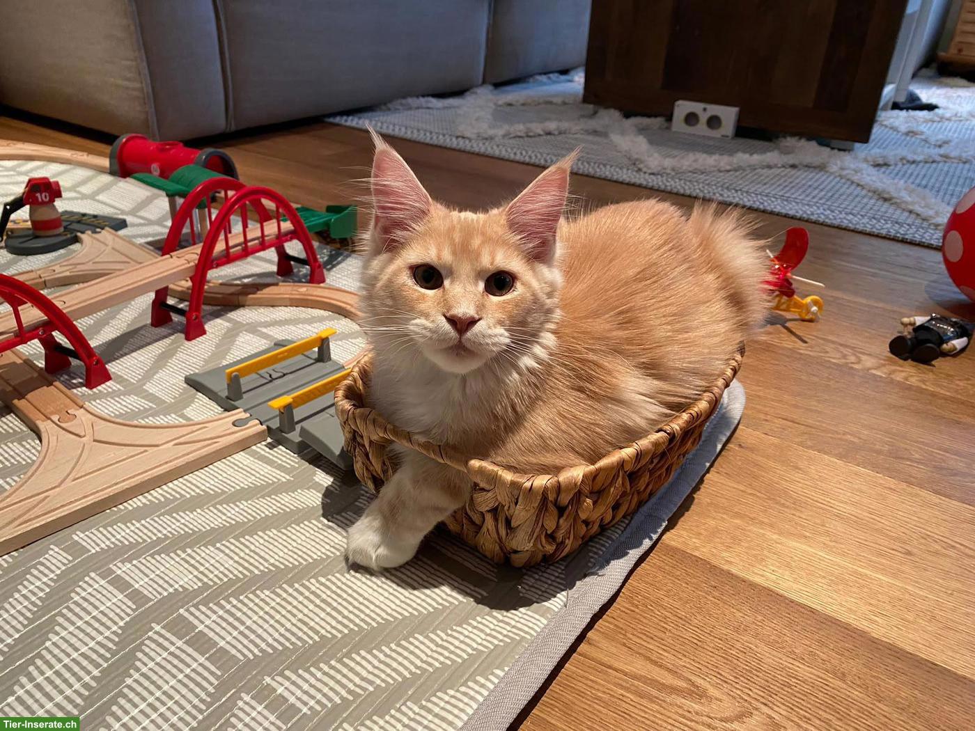Bild 7: Maine Coon Katzen mit Stammbaum