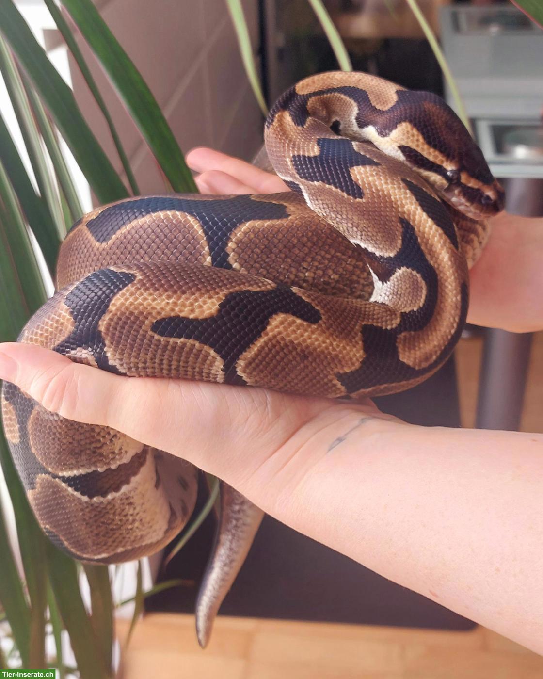 Sehr handzahme Königspython 100% het Pied und 50% het Albino