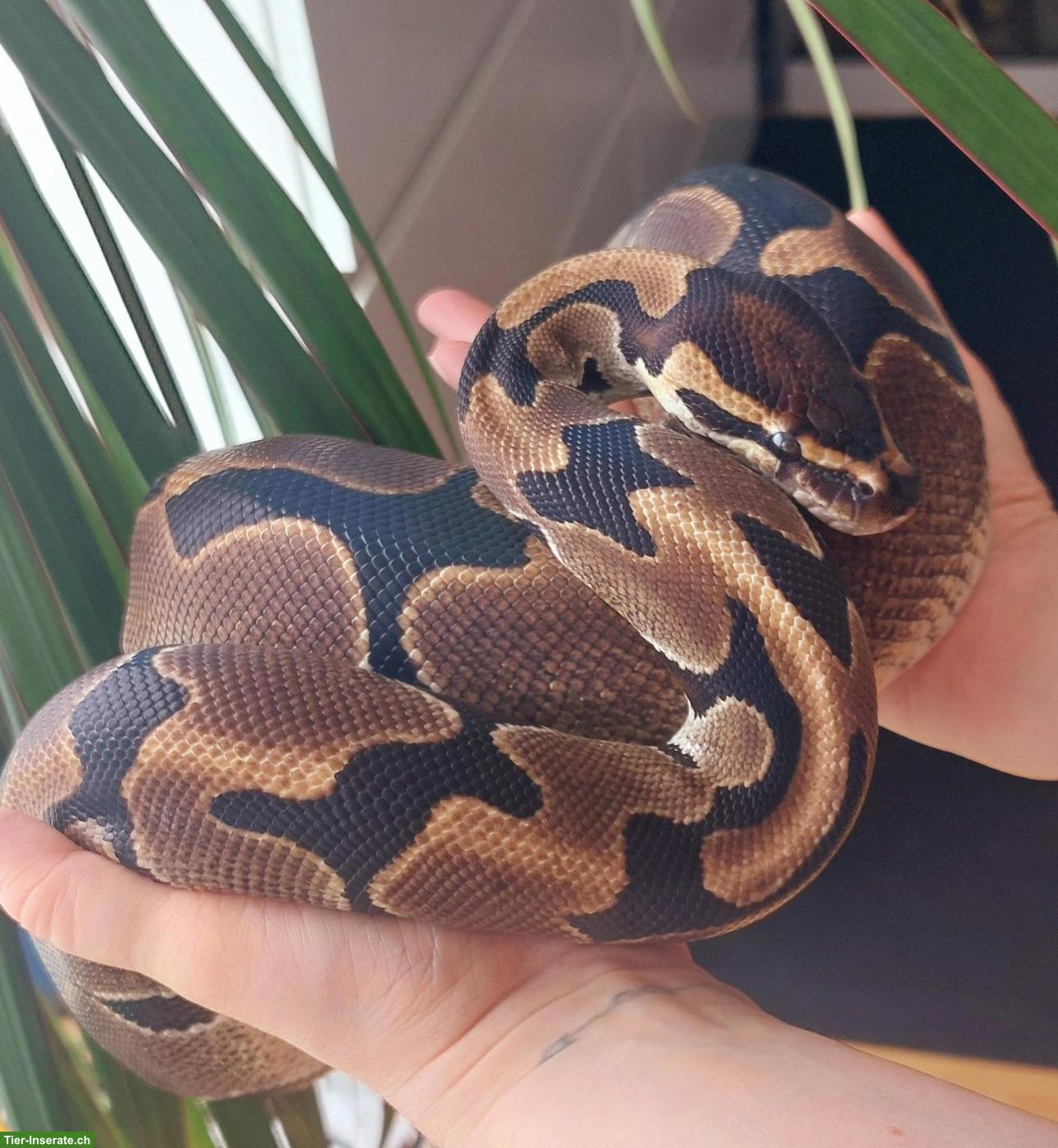 Bild 10: Sehr handzahme Königspython 100% het Pied und 50% het Albino