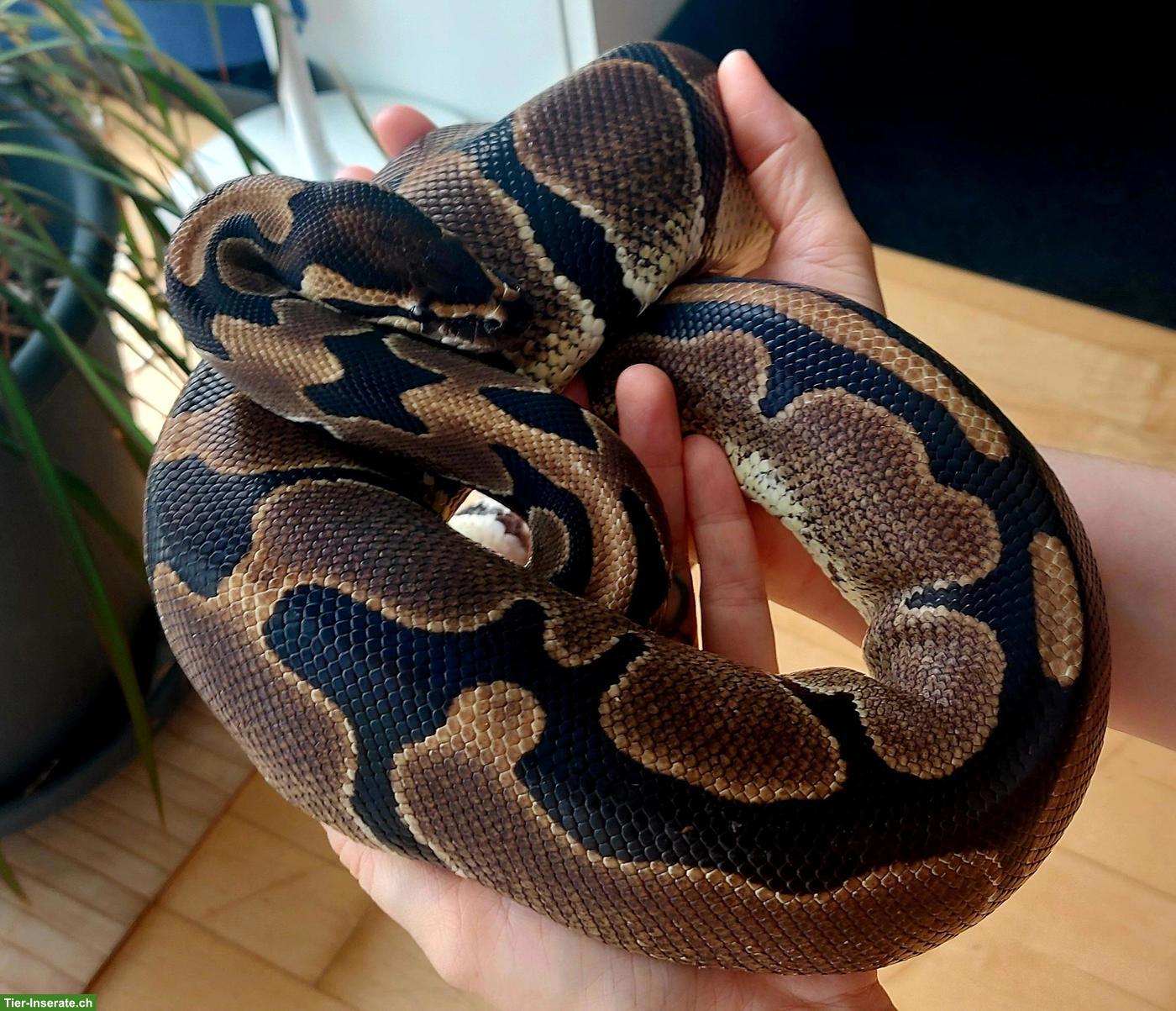 Bild 2: Sehr handzahme Königspython 100% het Pied und 50% het Albino