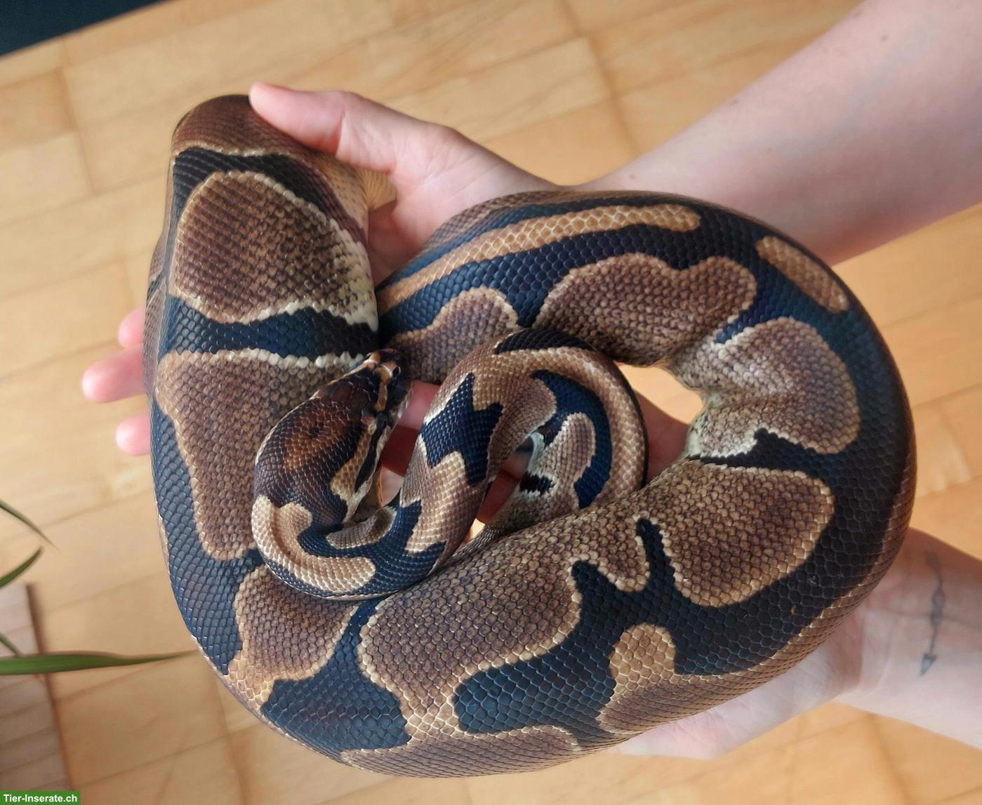 Bild 3: Sehr handzahme Königspython 100% het Pied und 50% het Albino