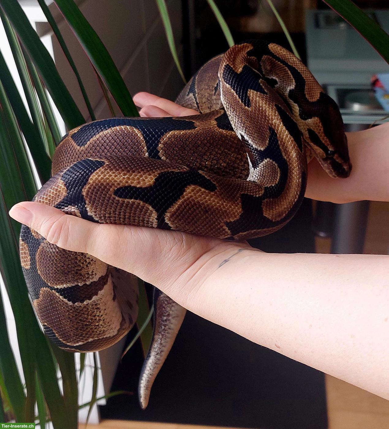 Bild 4: Sehr handzahme Königspython 100% het Pied und 50% het Albino