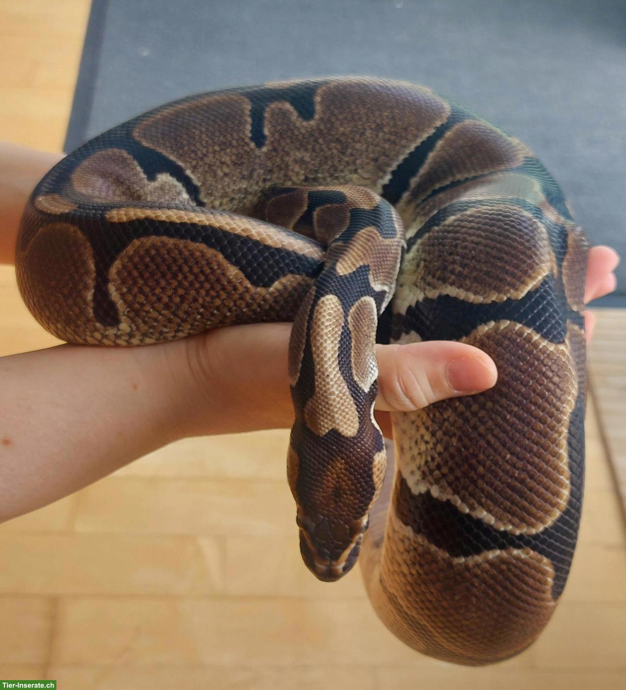 Bild 5: Sehr handzahme Königspython 100% het Pied und 50% het Albino