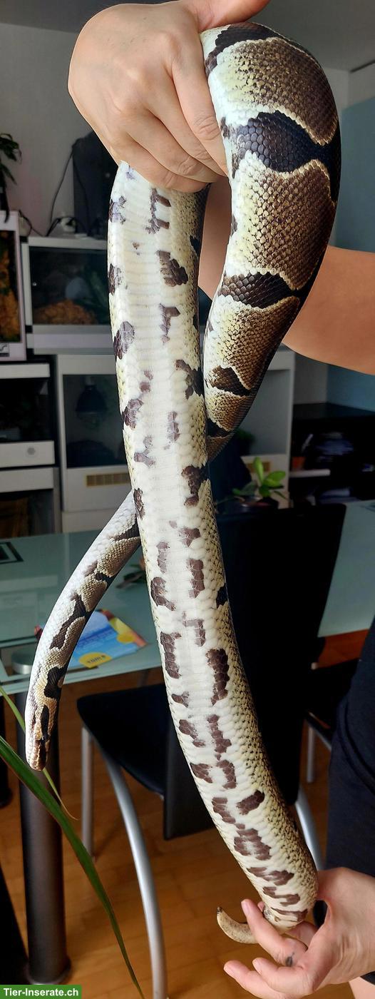 Bild 6: Sehr handzahme Königspython 100% het Pied und 50% het Albino
