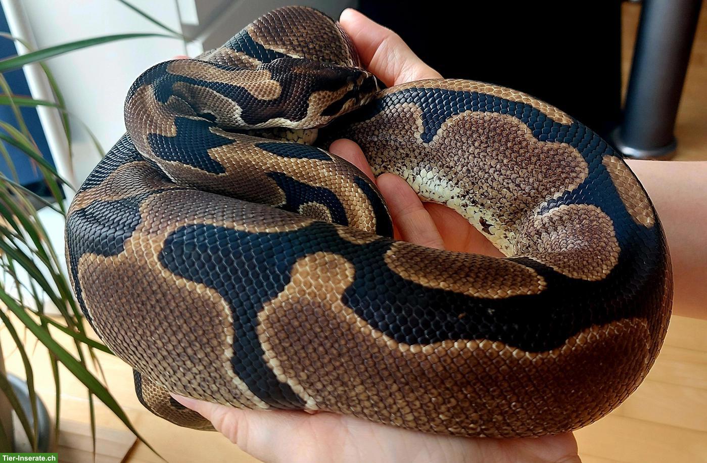Bild 7: Sehr handzahme Königspython 100% het Pied und 50% het Albino