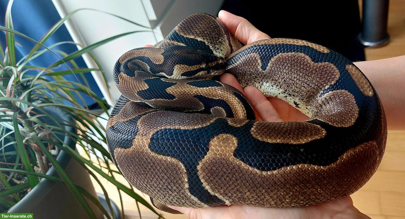 Bild 8: Sehr handzahme Königspython 100% het Pied und 50% het Albino