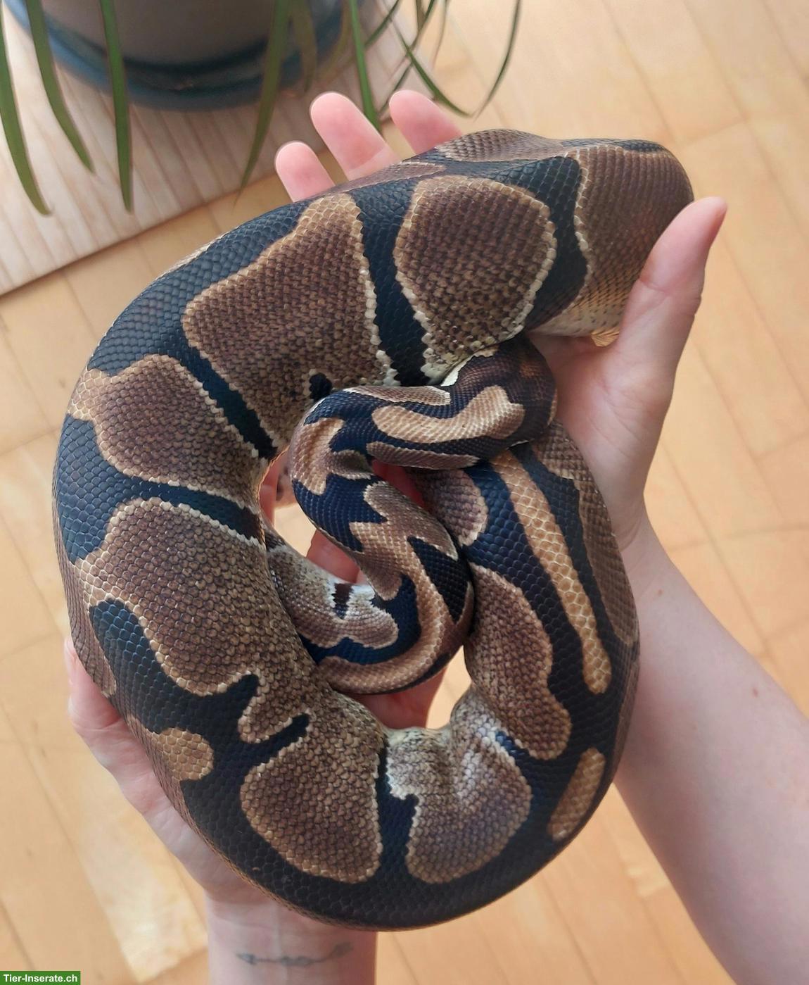Bild 9: Sehr handzahme Königspython 100% het Pied und 50% het Albino