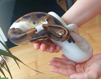 Mega handzahme Königspython Pied 50 % het Albino