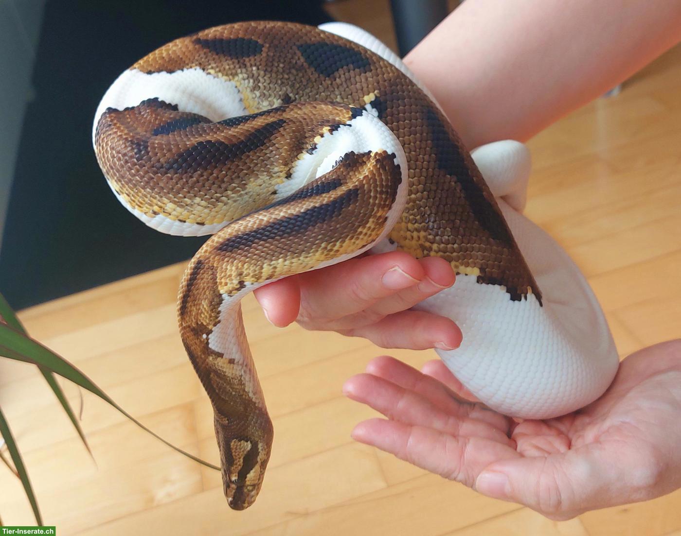 Bild 2: Mega handzahme Königspython Pied 50 % het Albino