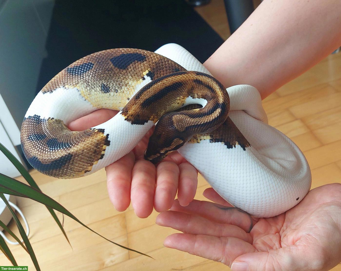 Bild 3: Mega handzahme Königspython Pied 50 % het Albino