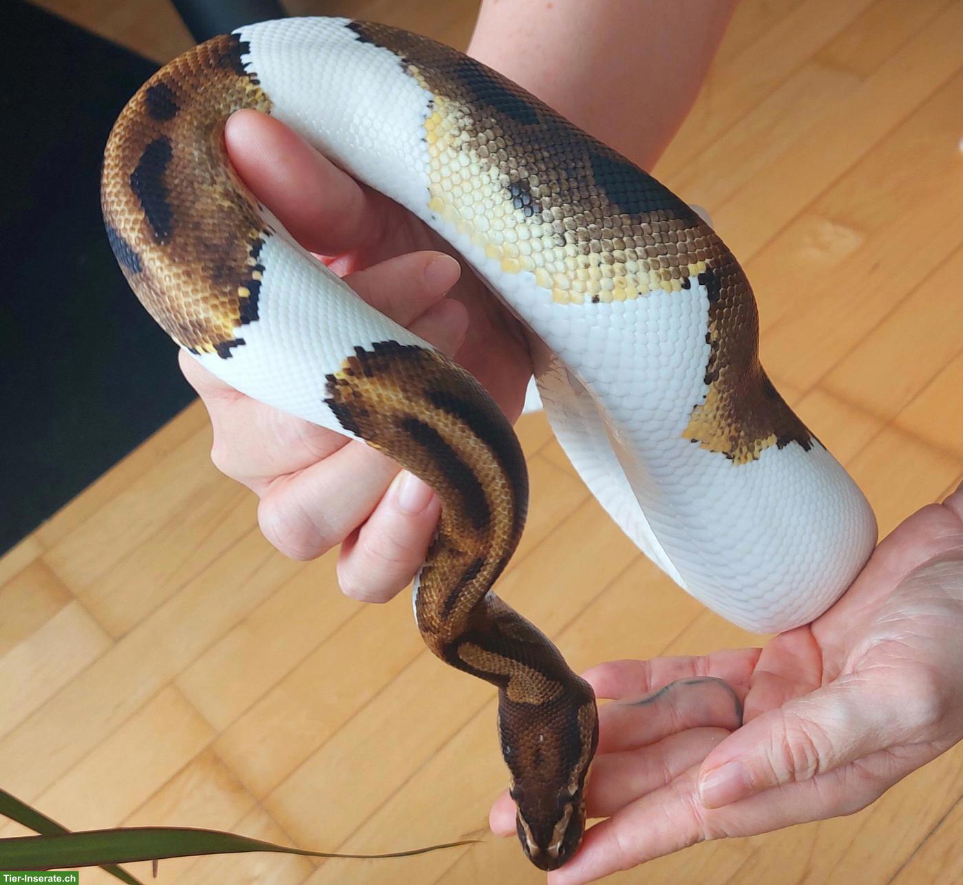 Bild 4: Mega handzahme Königspython Pied 50 % het Albino