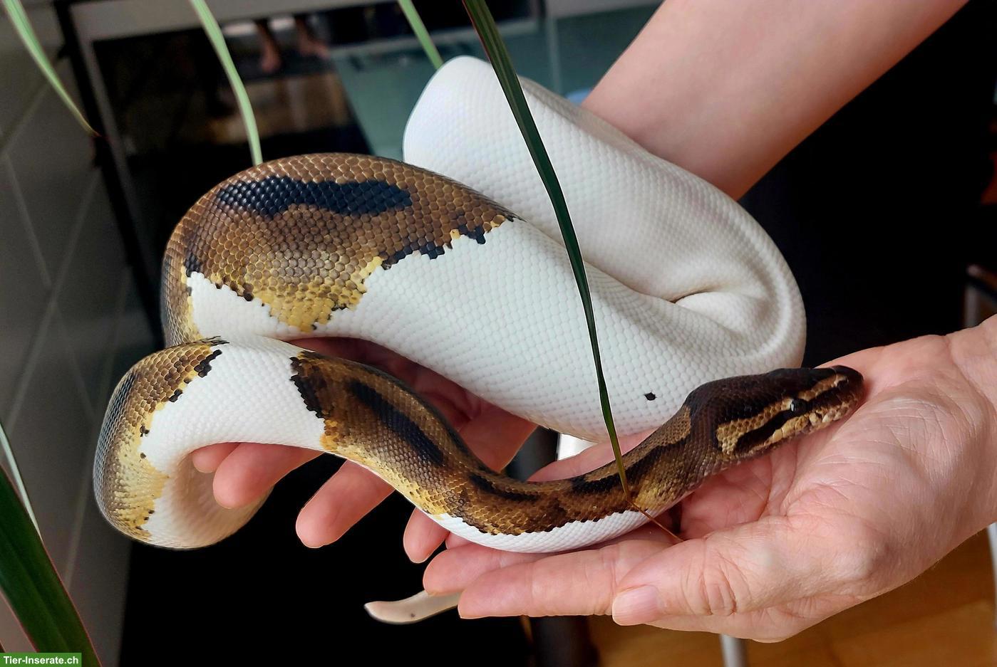 Bild 5: Mega handzahme Königspython Pied 50 % het Albino