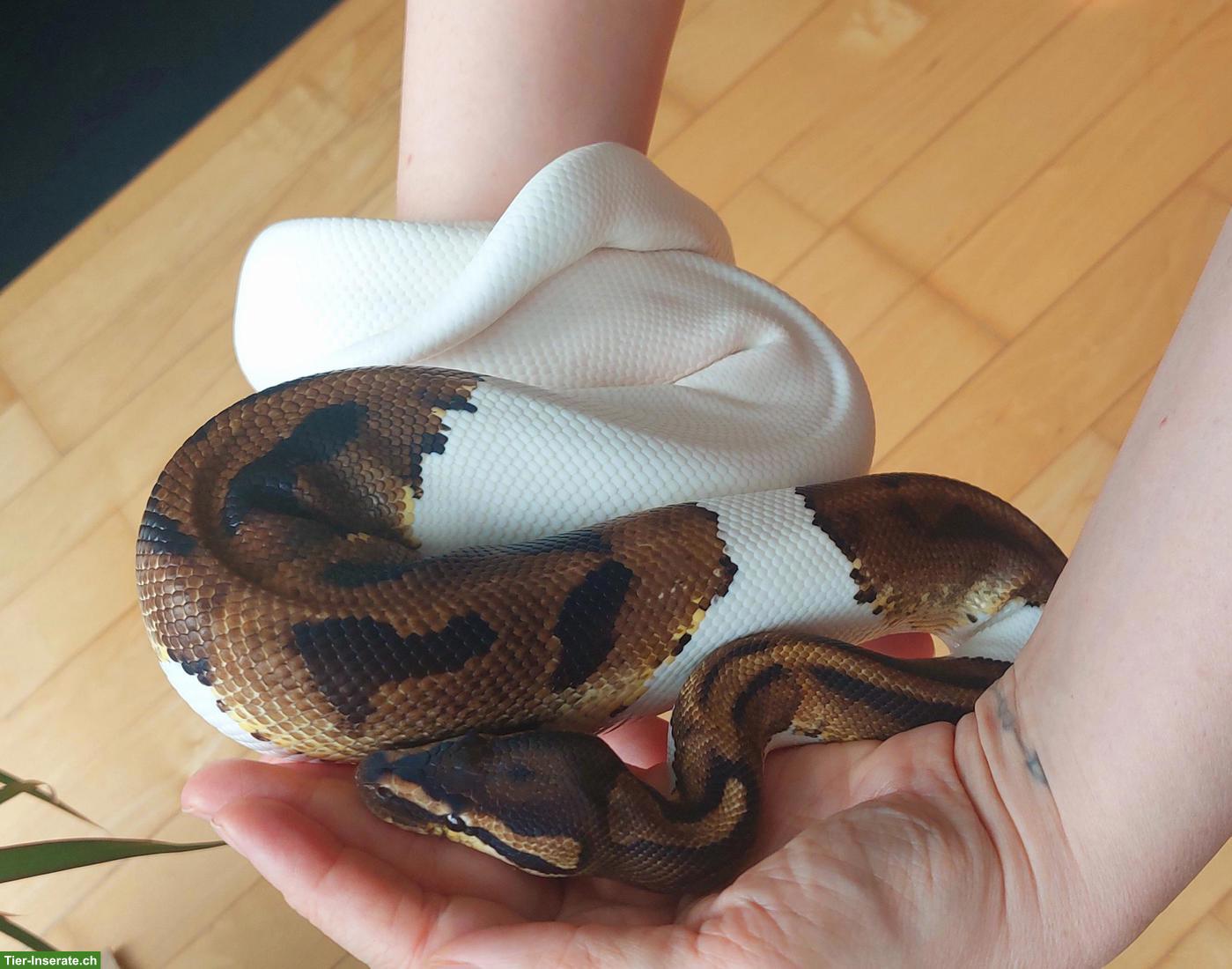 Bild 6: Mega handzahme Königspython Pied 50 % het Albino