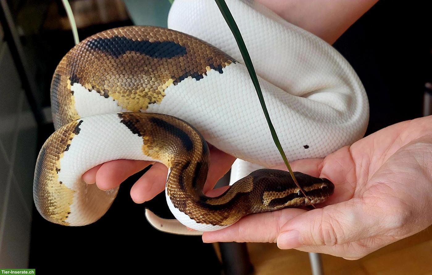 Bild 7: Mega handzahme Königspython Pied 50 % het Albino