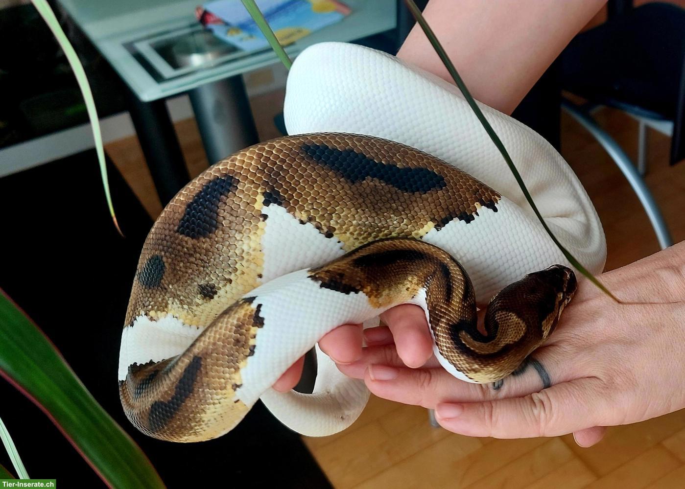 Bild 8: Mega handzahme Königspython Pied 50 % het Albino