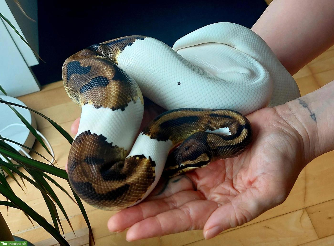 Bild 9: Mega handzahme Königspython Pied 50 % het Albino