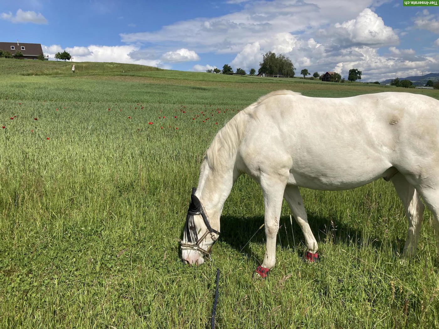 Reitschule mit Tiefgang in Emmen LU