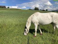 Reitschule mit Tiefgang in Emmen LU