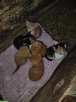 Herzige Babykatzen abzugeben
