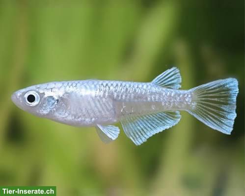 Junge Reiskärpflinge (Medaka) Teichfische