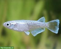 Junge Reiskärpflinge (Medaka) Teichfische