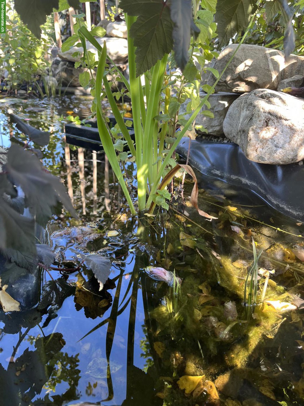 Bild 3: Junge Reiskärpflinge (Medaka) Teichfische