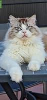 Pflegeplatz für Ragdoll Deckkater in Basel