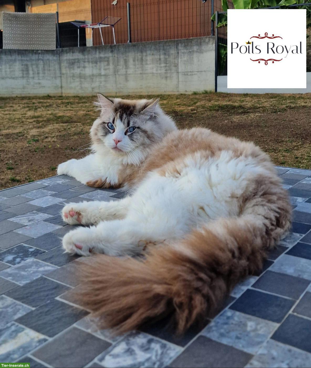 Bild 2: Pflegeplatz für Ragdoll Deckkater in Basel