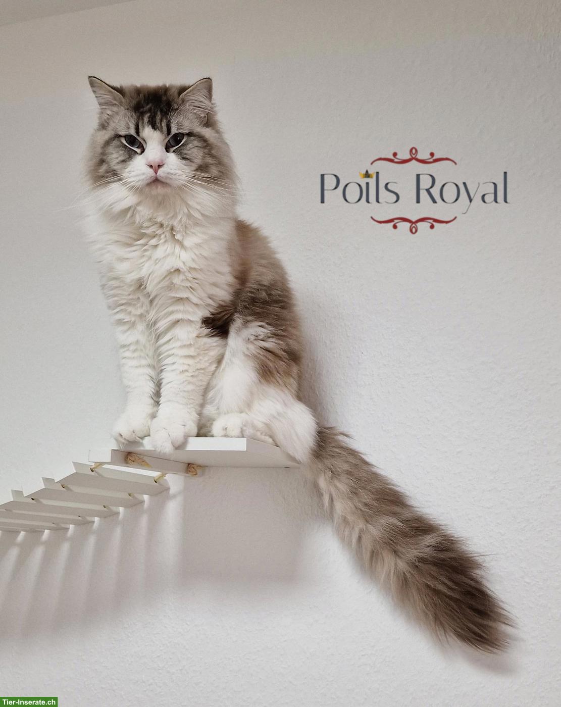 Bild 3: Pflegeplatz für Ragdoll Deckkater in Basel